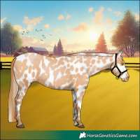 Horse Color:Bay Pearl Near Leopard
