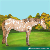 Horse Color:Bay Pearl Near Leopard 