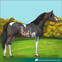 Horse Color:Brown Mushroom Sabino Tobiano