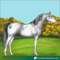 Horse Color:White Spotted Black Sabino