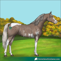 Horse Color:Silver Black Sabino Tobiano 