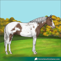 Horse Color:Silver Black Tobiano Frame 