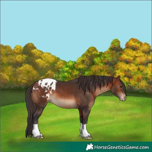 Horse Color:Brown Blanket 
