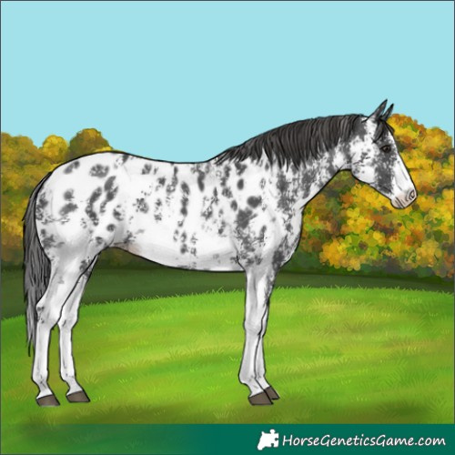 Horse Color:Black Sabino Appaloosa 