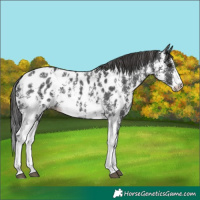 Horse Color:Black Sabino Appaloosa