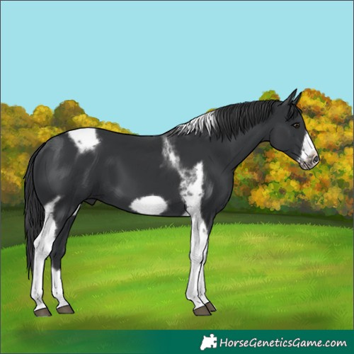 Horse Color:Black Tobiano Frame 