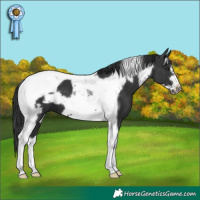 Horse Color:Black Tobiano Frame 