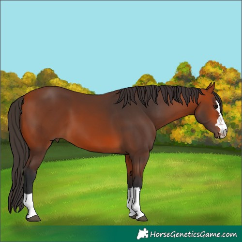 Horse Color:Bay 
