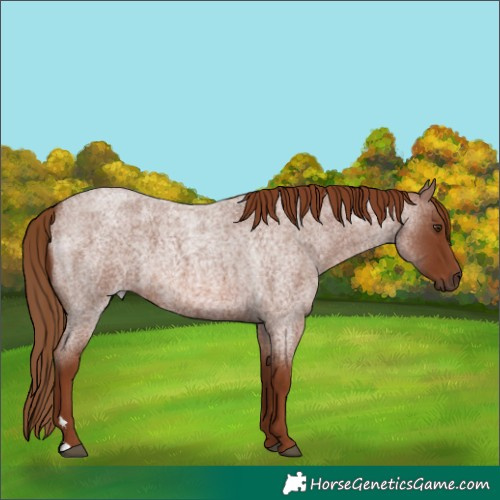 Horse Color:Red Roan 
