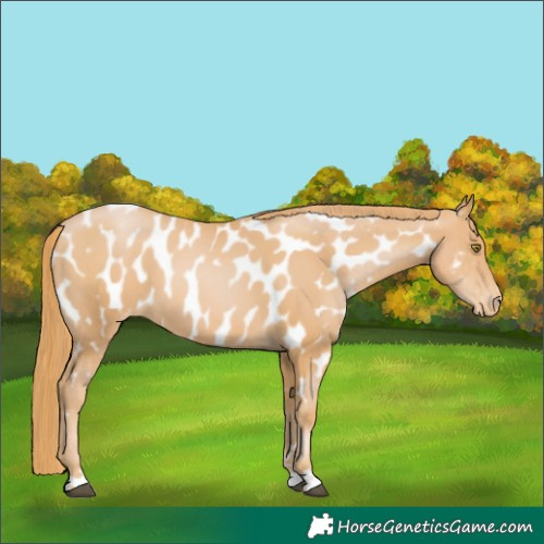 Horse Color:Chestnut Pearl Appaloosa 