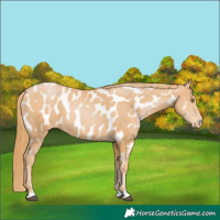 Horse Color:Chestnut Pearl Near Leopard 