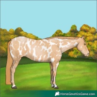 Horse Color:Chestnut Pearl Appaloosa 