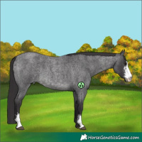 Horse Color:Platinum Buckskin Roan Sabino 