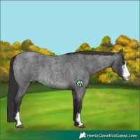 Horse Color:Platinum Buckskin Roan Sabino 