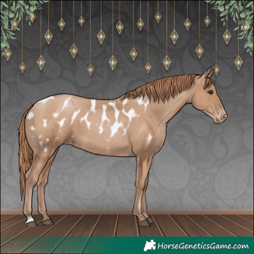 Horse Color:Black Pearl Appaloosa 