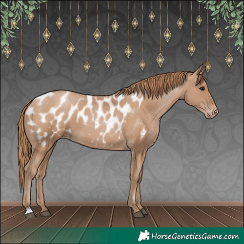 Horse Color:Black Pearl Appaloosa 