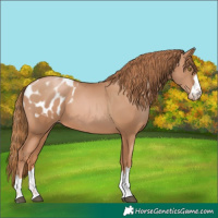 Horse Color:Chestnut Pearl Appaloosa