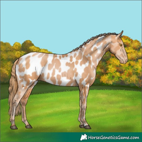 Horse Color:Bay Pearl Appaloosa 