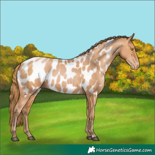 Horse Color:Bay Pearl Near Leopard 