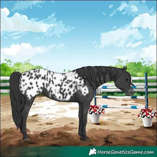Horse Color:Black Appaloosa