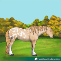 Horse Color:Chestnut Pearl Tobiano Appaloosa
