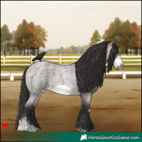 Horse Color:Buckskin Roan Sabino Frame 