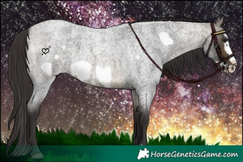 Horse Color:Buckskin Roan Sabino Frame 