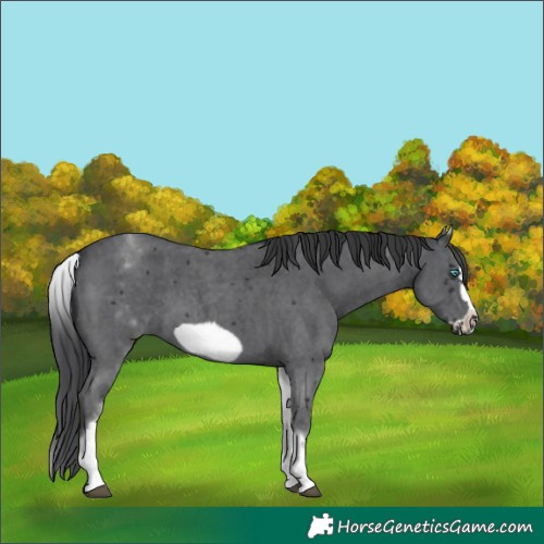 Horse Color:White Spotted Black Sabino Frame