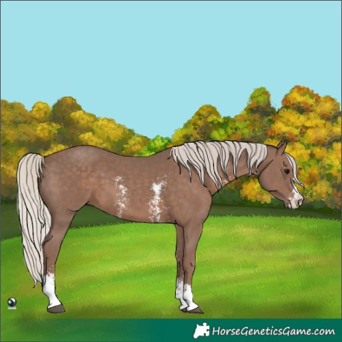 Horse Color:Silver Black Sabino 