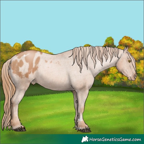 Horse Color:Chestnut Pearl Blanket