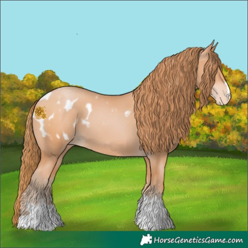 Horse Color:Bay Pearl Appaloosa