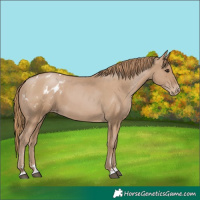 Horse Color:Black Pearl Appaloosa 