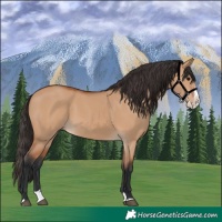 Horse Color:Bay Dun Splash