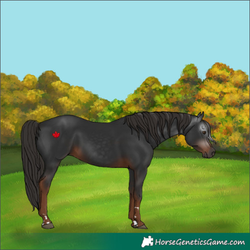 Horse Color:Gray Liver Chestnut 