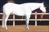 Horse Color:Blue Roan Splash Varnish 