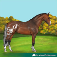 Horse Color:Bay Skewed LP Spotted 