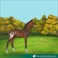 Horse Color:Bay Skewed Appaloosa 