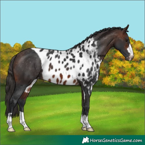 Horse Color:Brown Skewed LP Spotted 