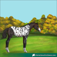 Horse Color:Brown Skewed Appaloosa