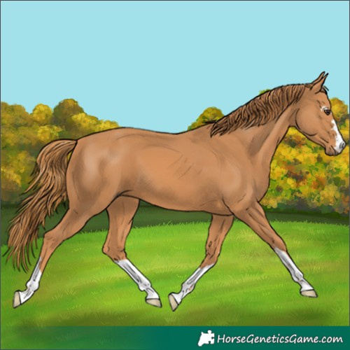 Horse Color:Chestnut 