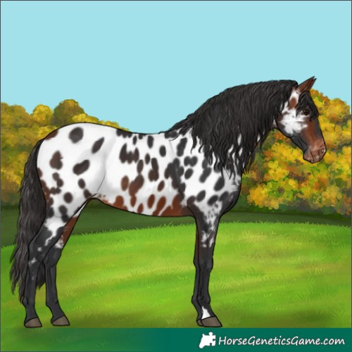 Horse Color:Bay Near Leopard