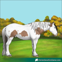 Horse Color:Liver Red Dun Splash Tobiano