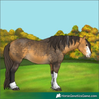 Horse Color:Buckskin Sabino Tobiano