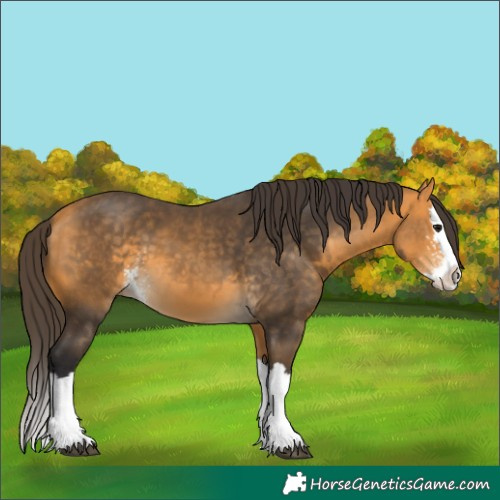 Horse Color:Buckskin Sabino Splash 