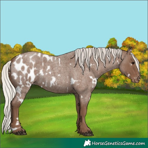 Horse Color:White Spotted Silver Blue Roan Appaloosa 