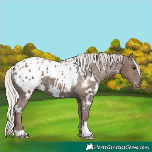 Horse Color:White Spotted Silver Black Blanket 