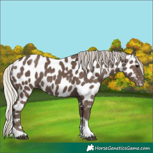 Horse Color:Silver Black Tobiano Appaloosa