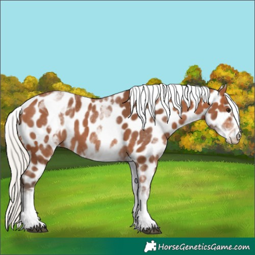 Horse Color:White Spotted Silver Bay Tobiano Appaloosa