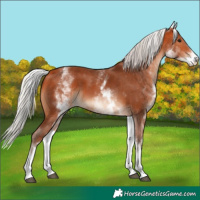 Horse Color:White Spotted Silver Bay