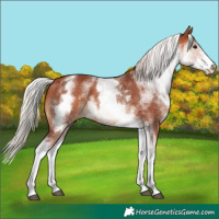 Horse Color:White Spotted Chocolate Silver Bay